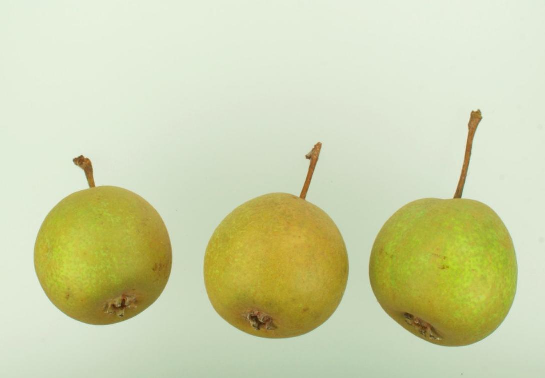 Lübecker Sommerbergamotte