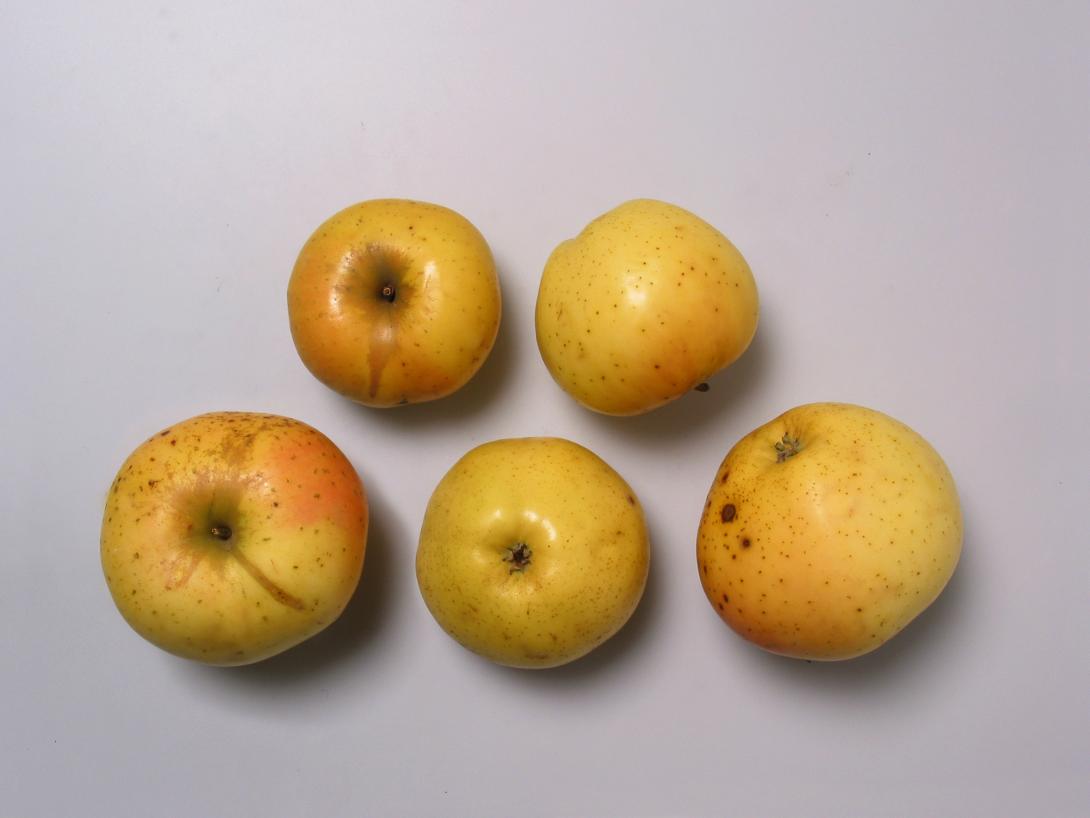 Landsberger Renette