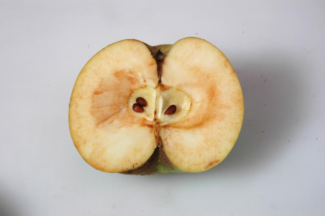 Langbroicher Süßapfel