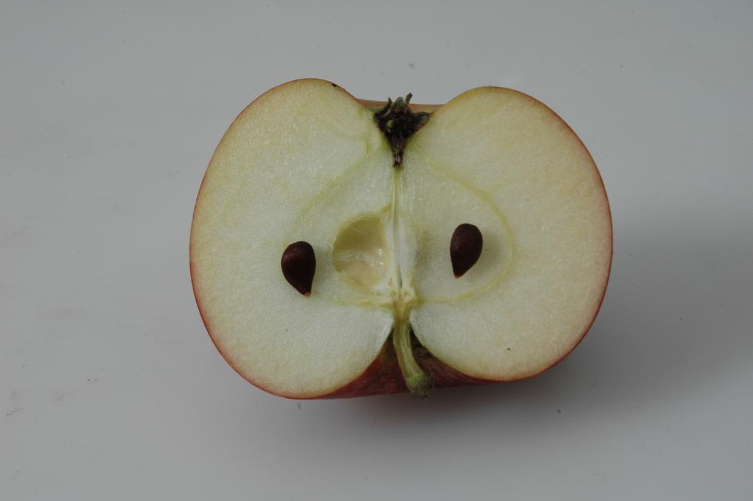 Lippoldsberger Tiefenblüte (geschnittene Frucht)