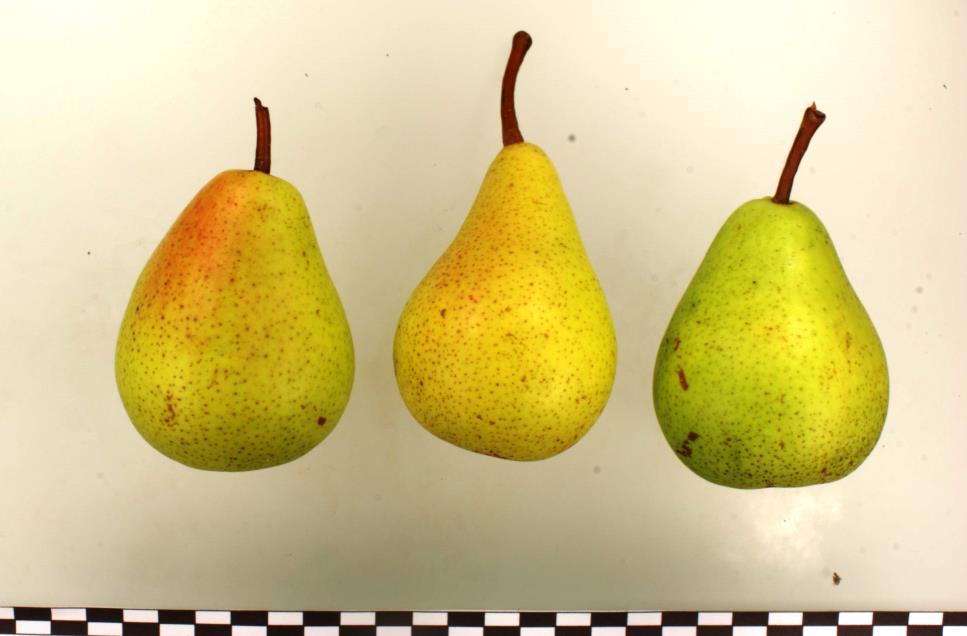 Monchallard
