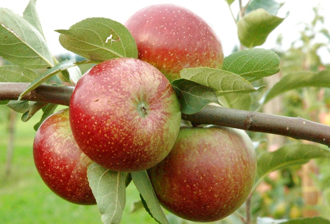 Moseleisenapfel