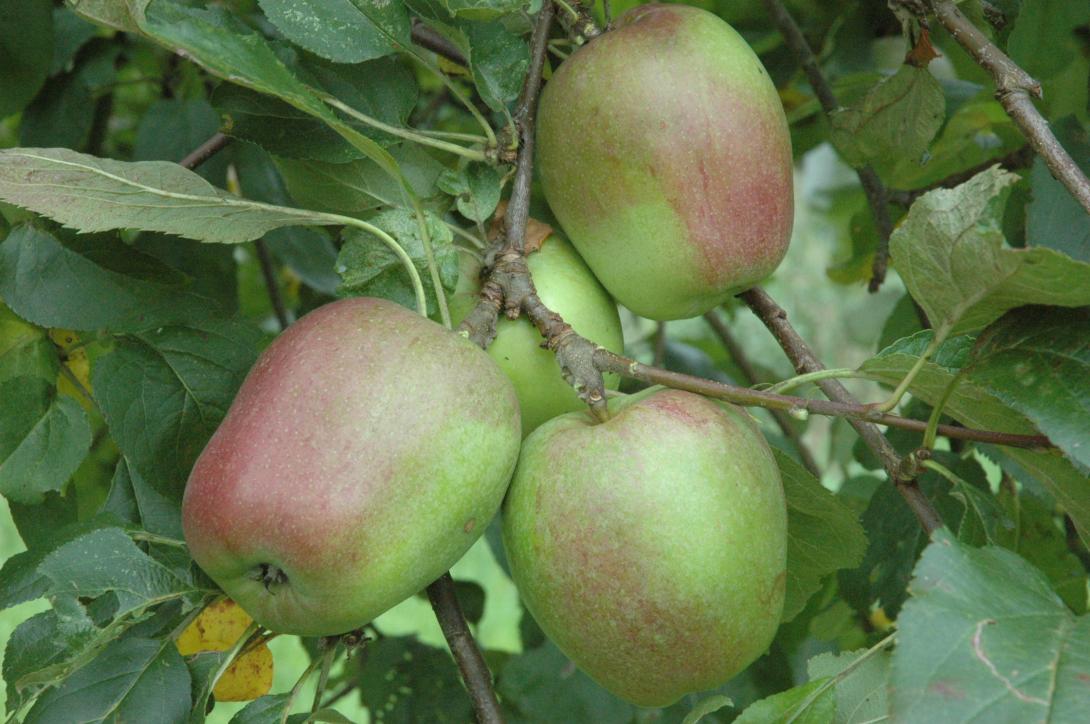 Nelkenapfel