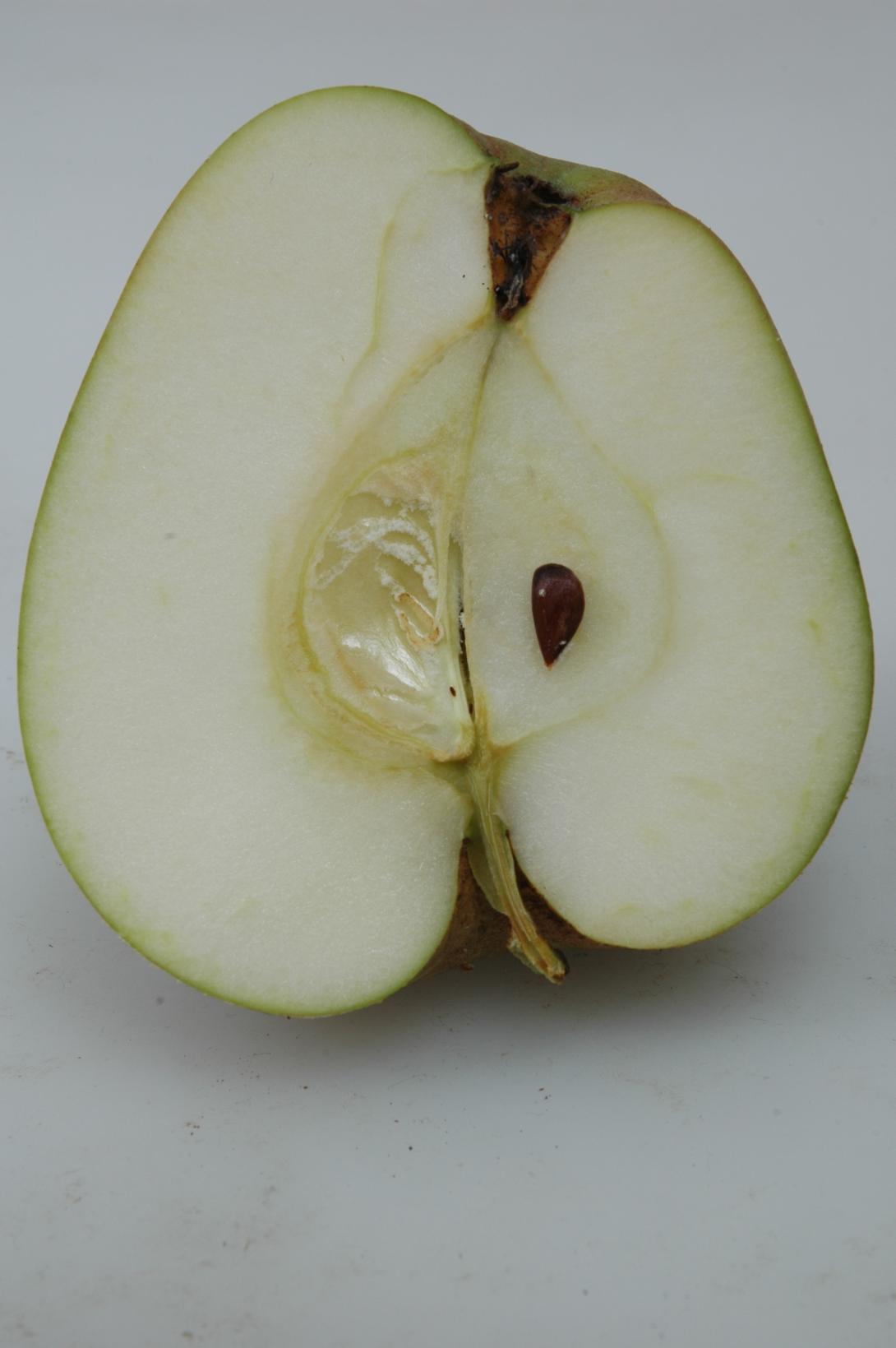 Nelkenapfel