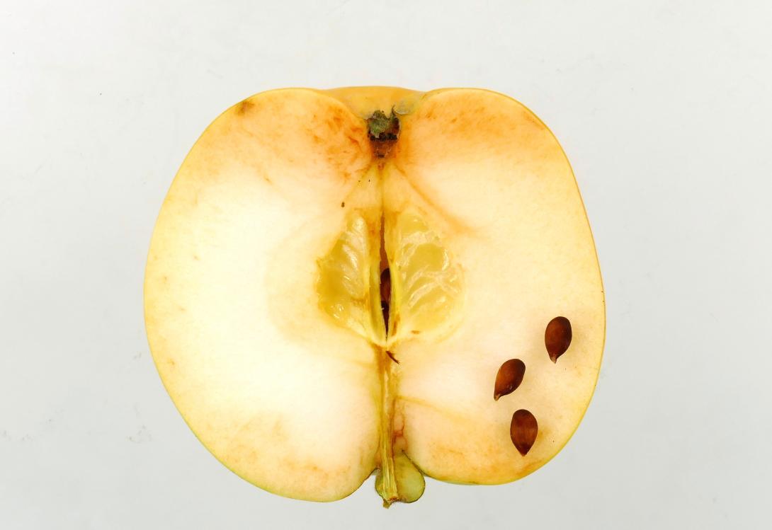 Deans Küchenapfel