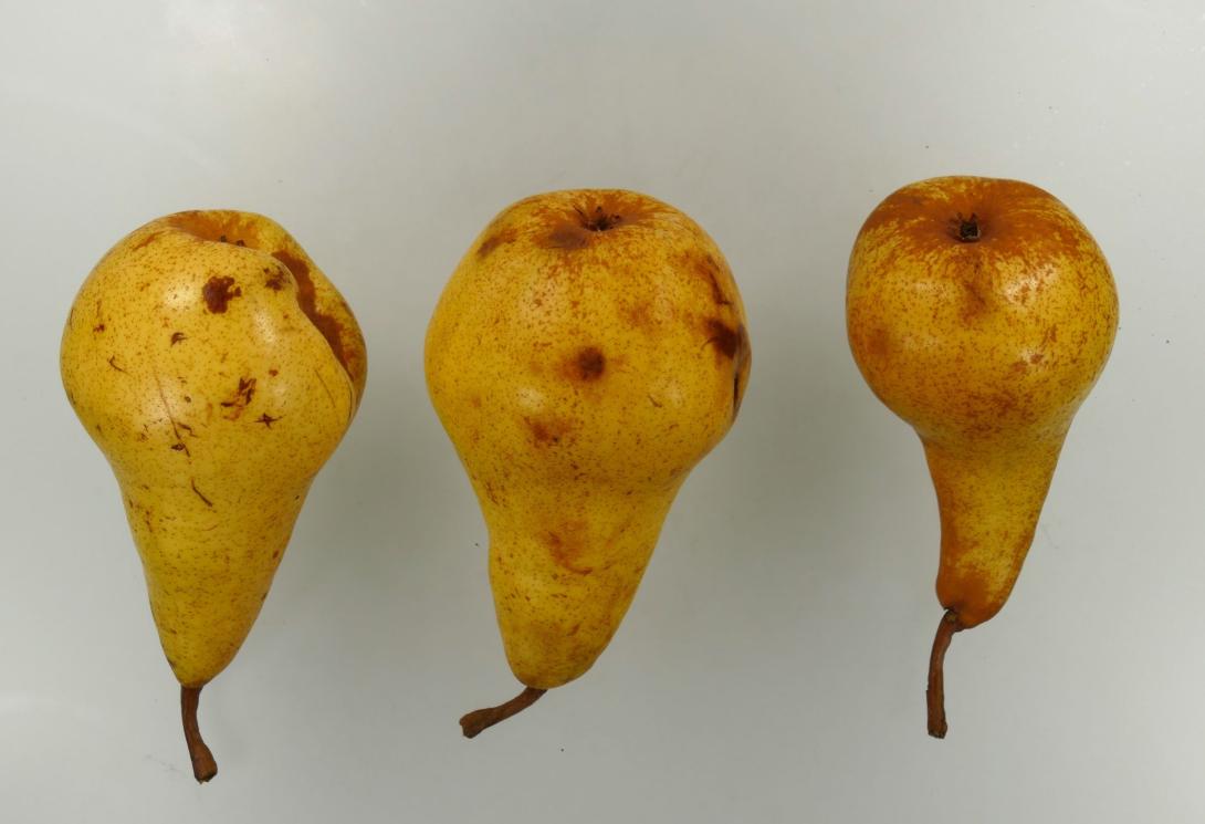 Van Marums Flaschenbirne