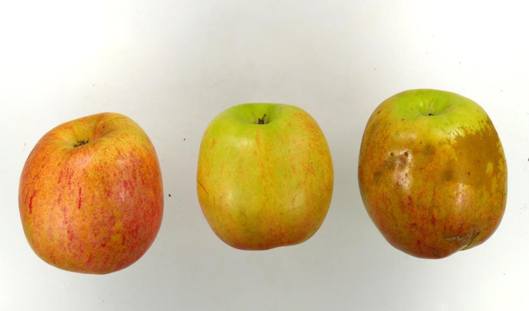 Winterprinzenapfel