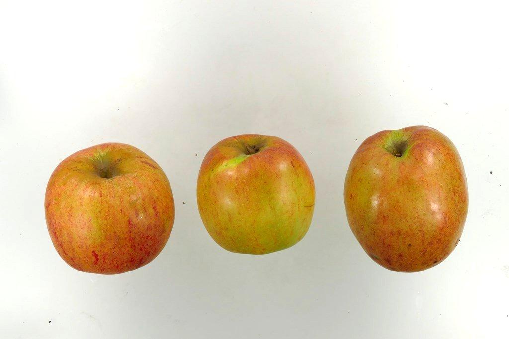 Winterprinzenapfel