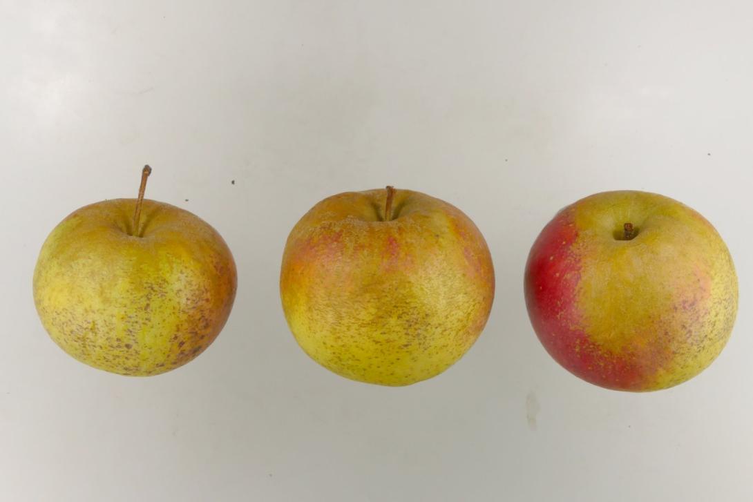 Zwiebelborsdorfer