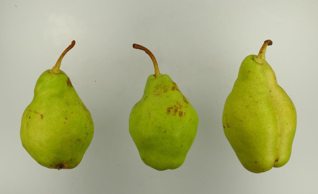 Schöne aus Abres