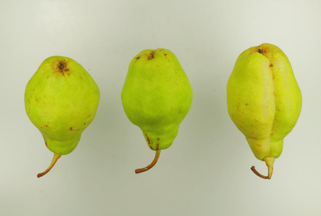 Schöne aus Abres