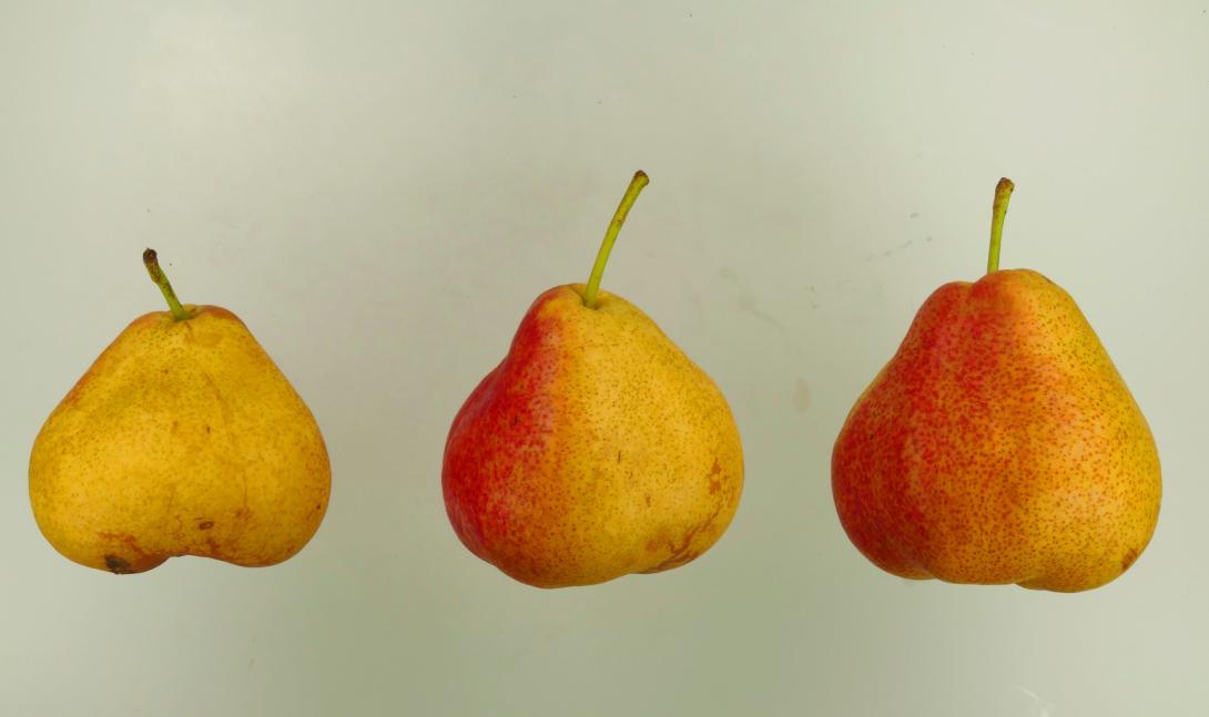 Sterckmans Butterbirne