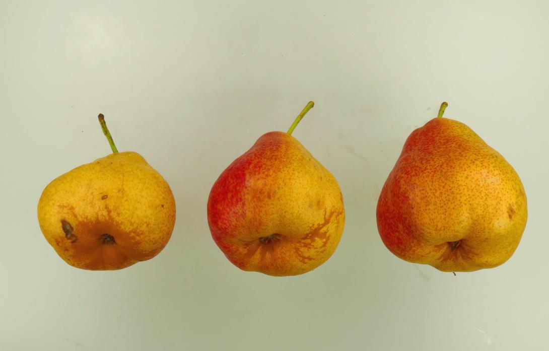 Sterckmans Butterbirne