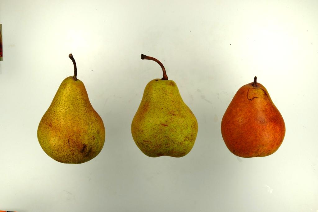 Späte Hardenpont