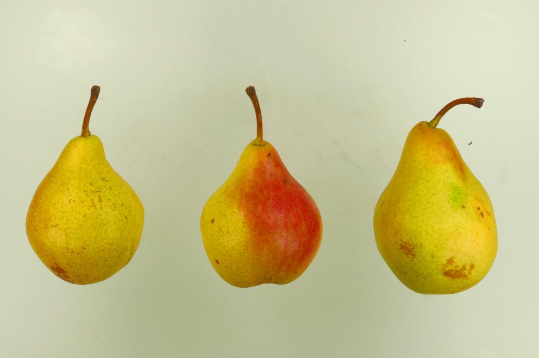 Professor Grosdemange