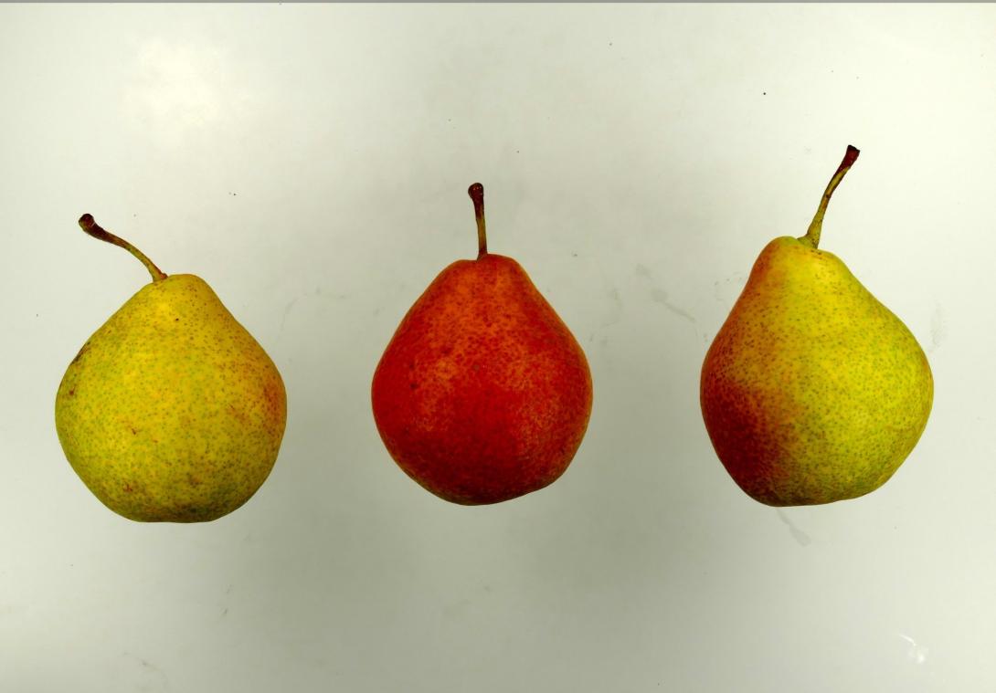 Herrenhäuser Christbirne