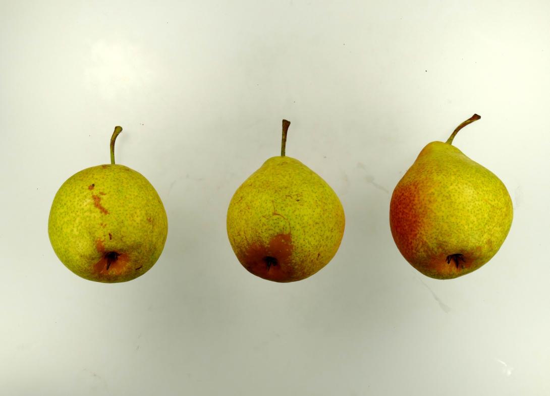 Herrenhäuser Christbirne