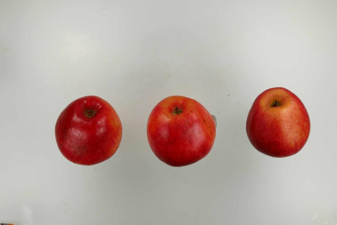 Körler Edelapfel