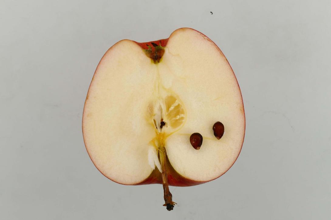 Körler Edelapfel