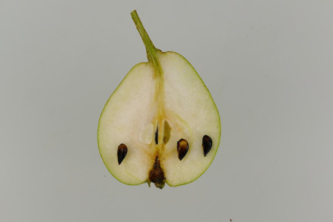 Pfirsichbirne