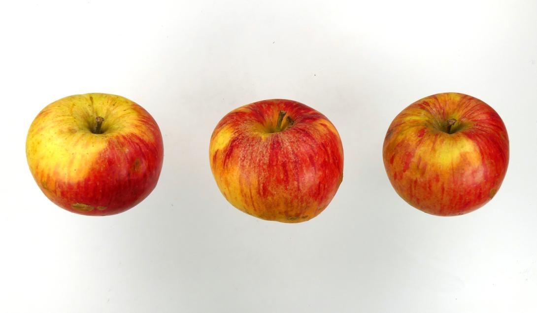Hauxapfel