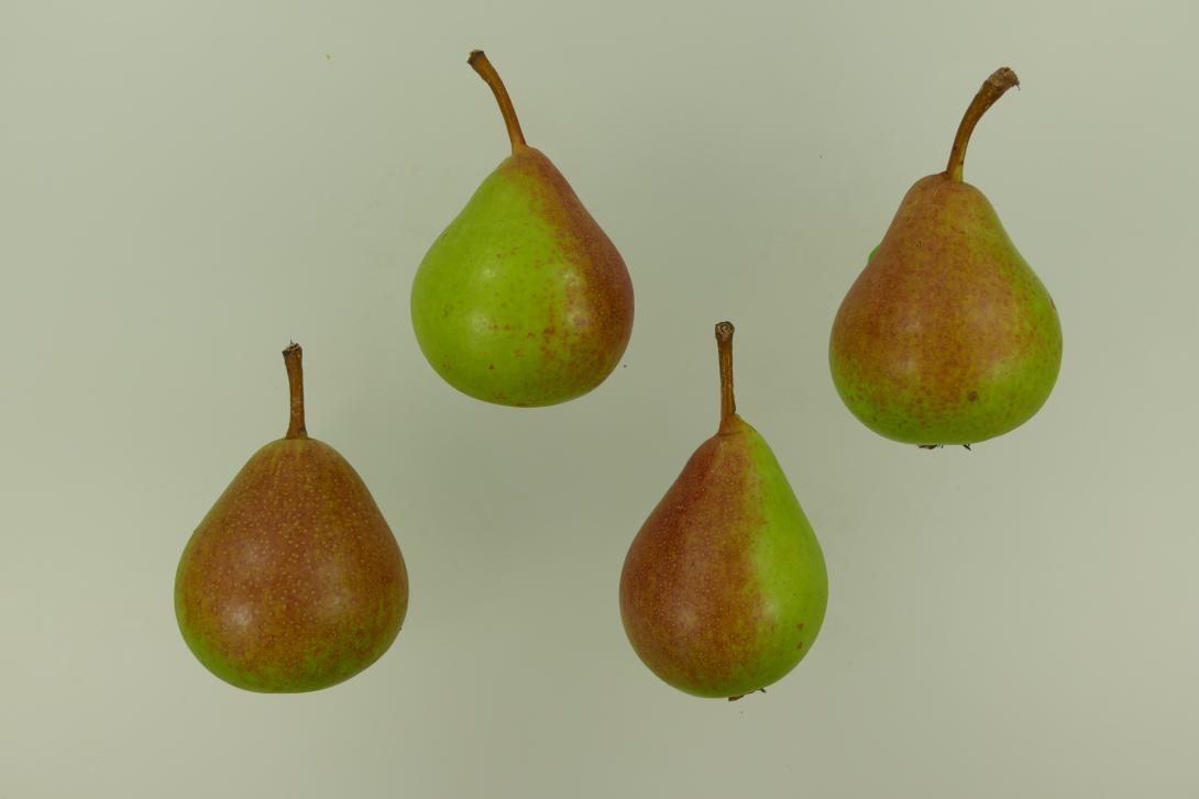 Sommermuskateller