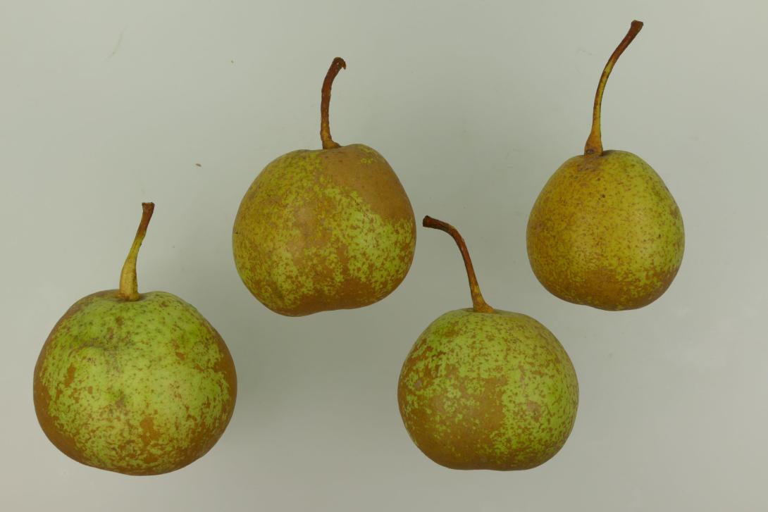 Bergamotte Crassane