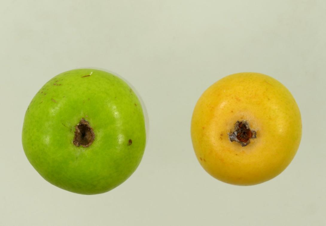 Gelbe Frühbirne