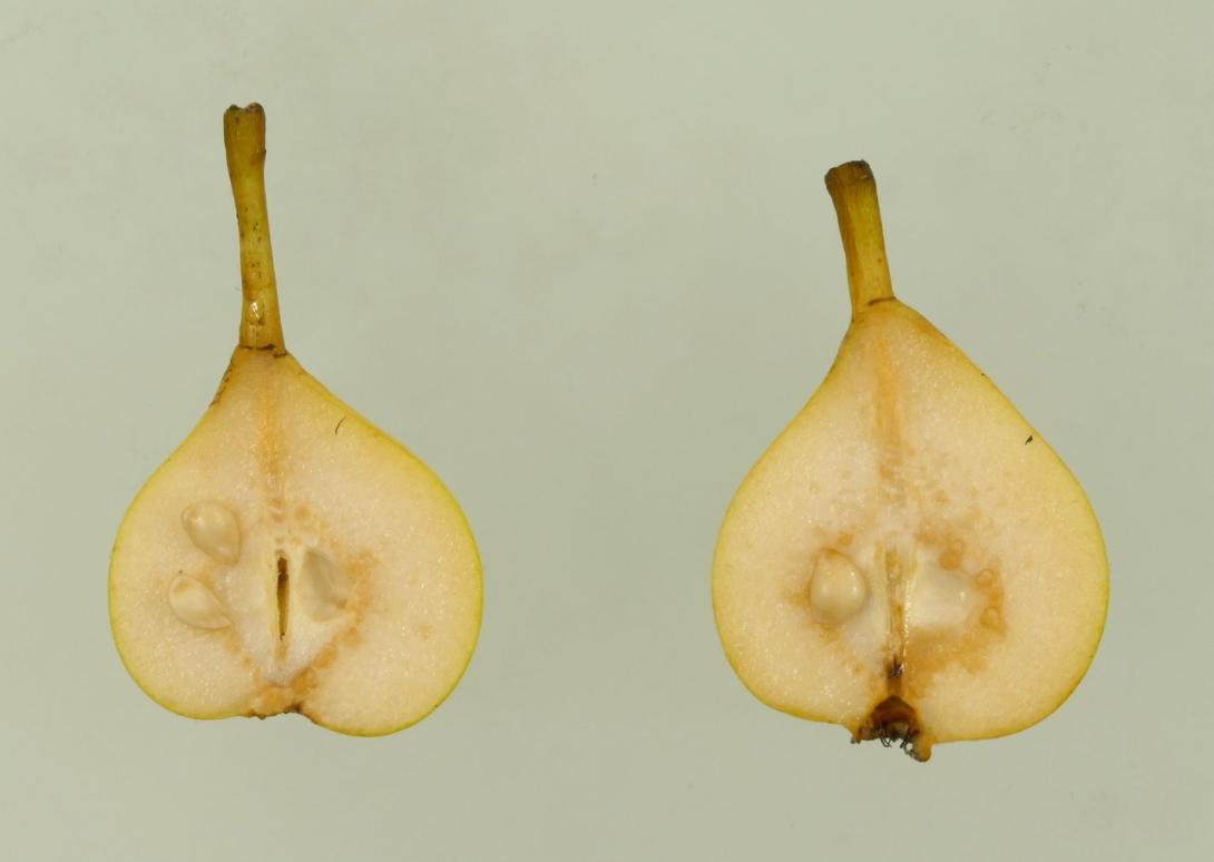 Gelbe Frühbirne