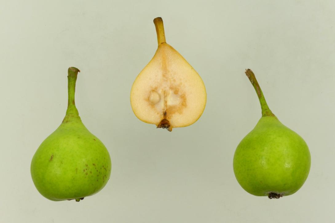 Gelbe Frühbirne