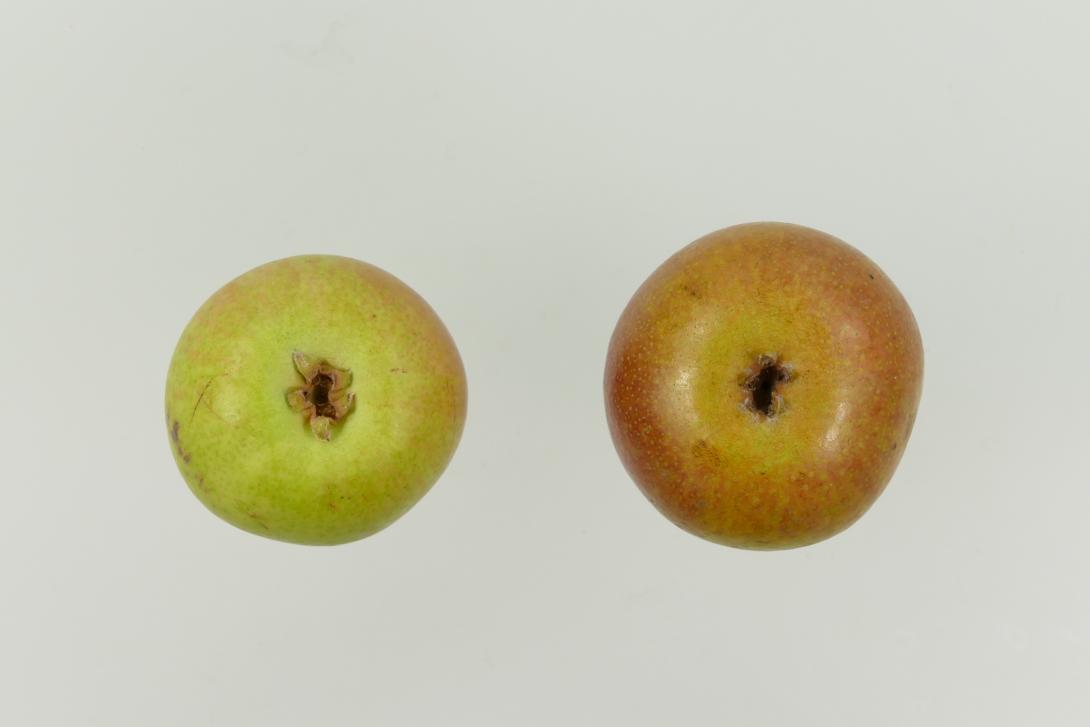Knausbirne