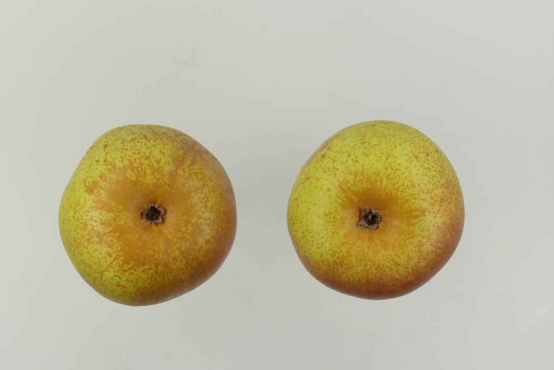 "Naumburger Feigenbirne"-AN
