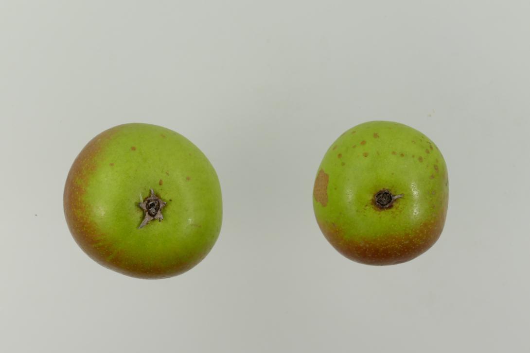Lange Grüne Herbstbirne