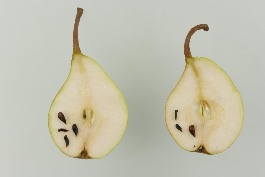 Schmelzende aus Thirriot