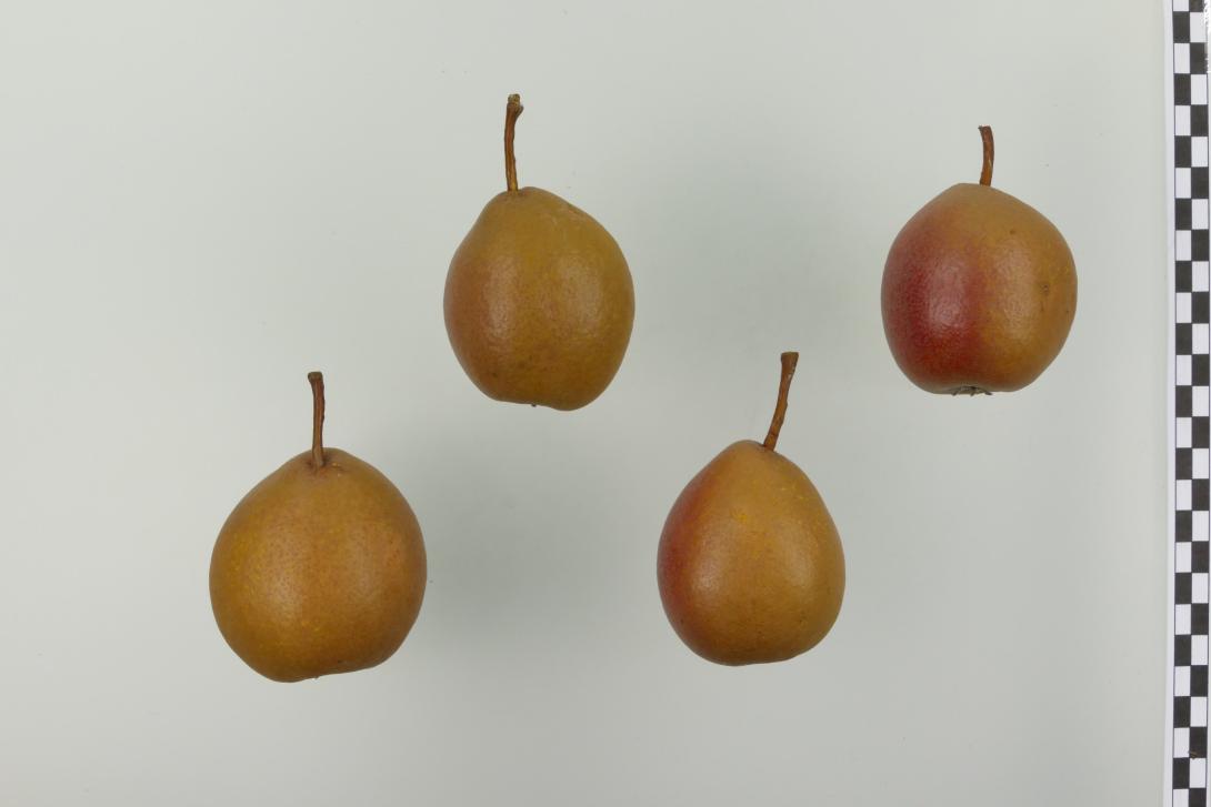 Black Worcester