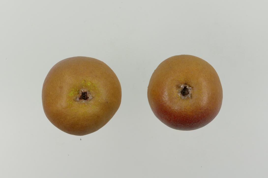 Black Worcester