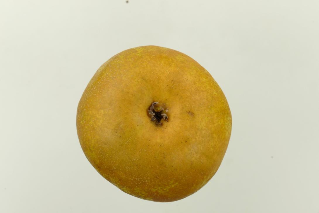 Beuckes Butterbirne