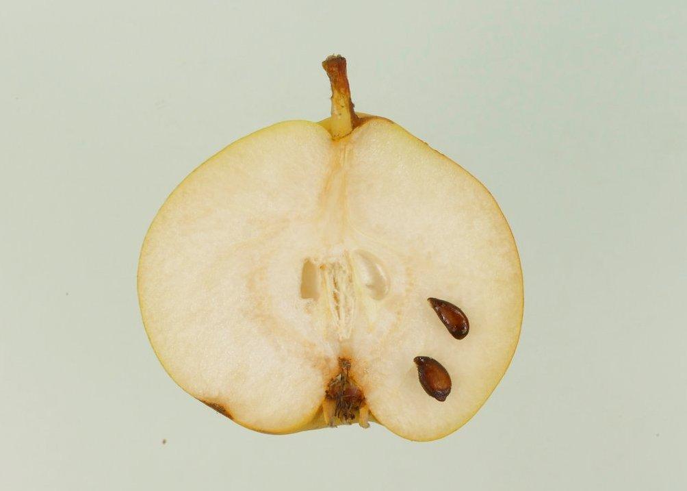 Grosser Französischer Katzenkopf