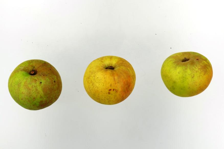 Königlicher Kurzstiel