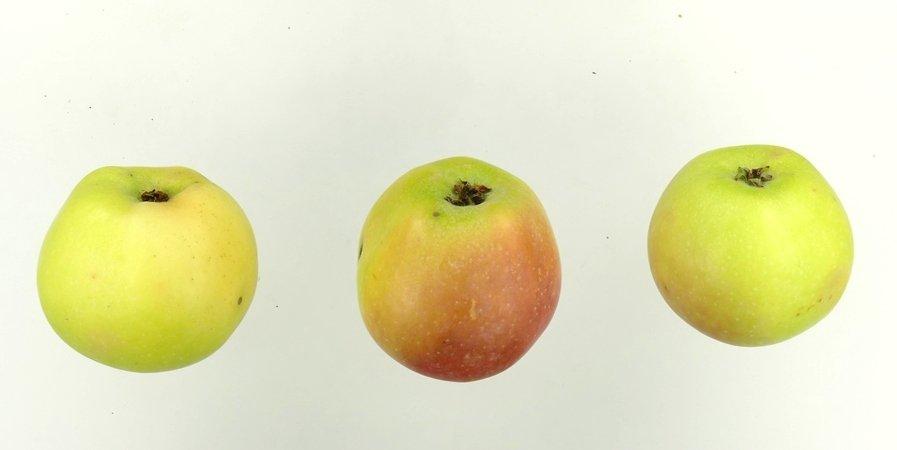 Schöner aus Nordhausen