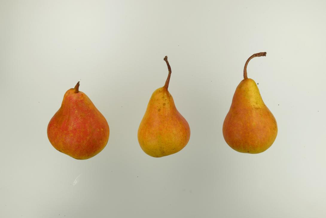 Aarer Pfundbirne