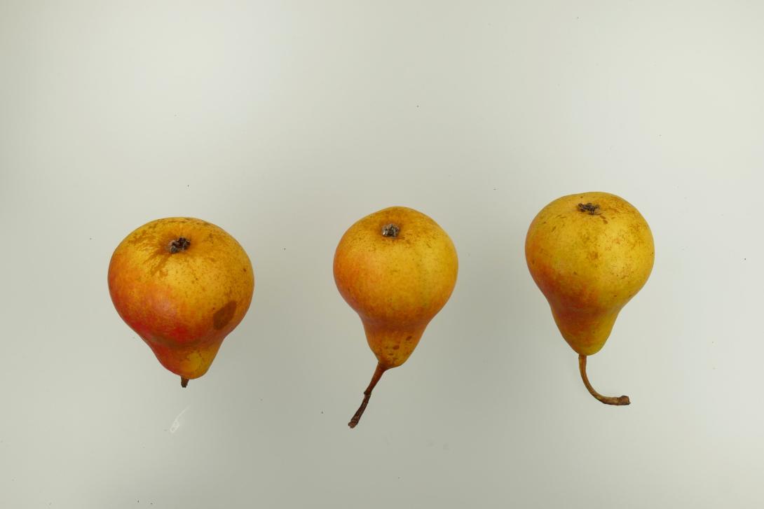 Aarer Pfundbirne
