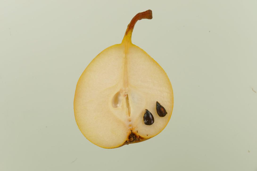 Geheimrat Dr. Thiel