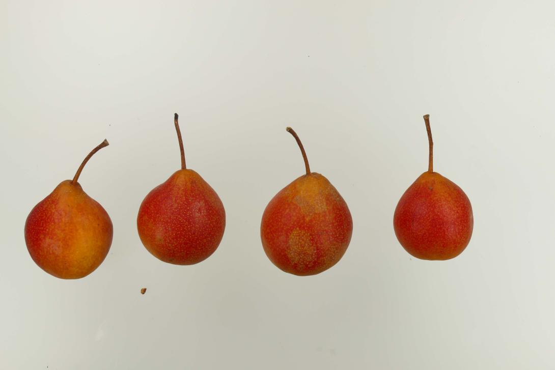 Graue Hühnerbirne
