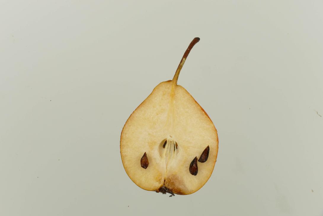 Graue Hühnerbirne