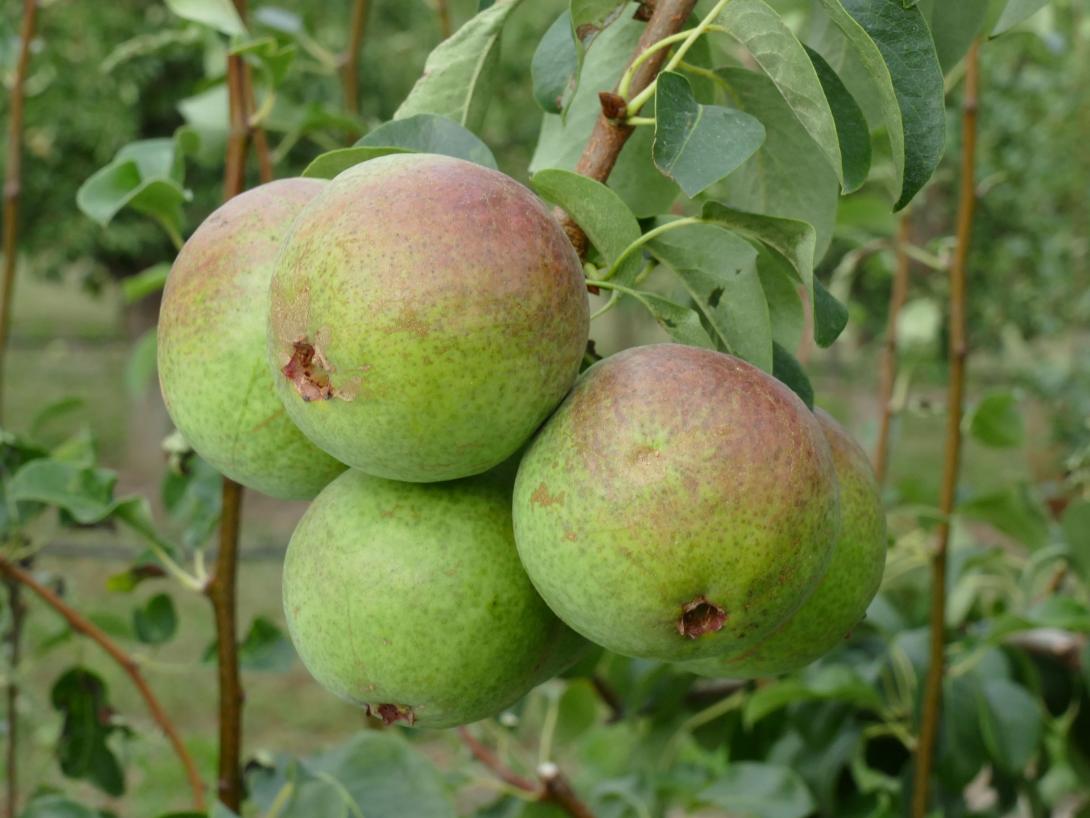 Petersbirne