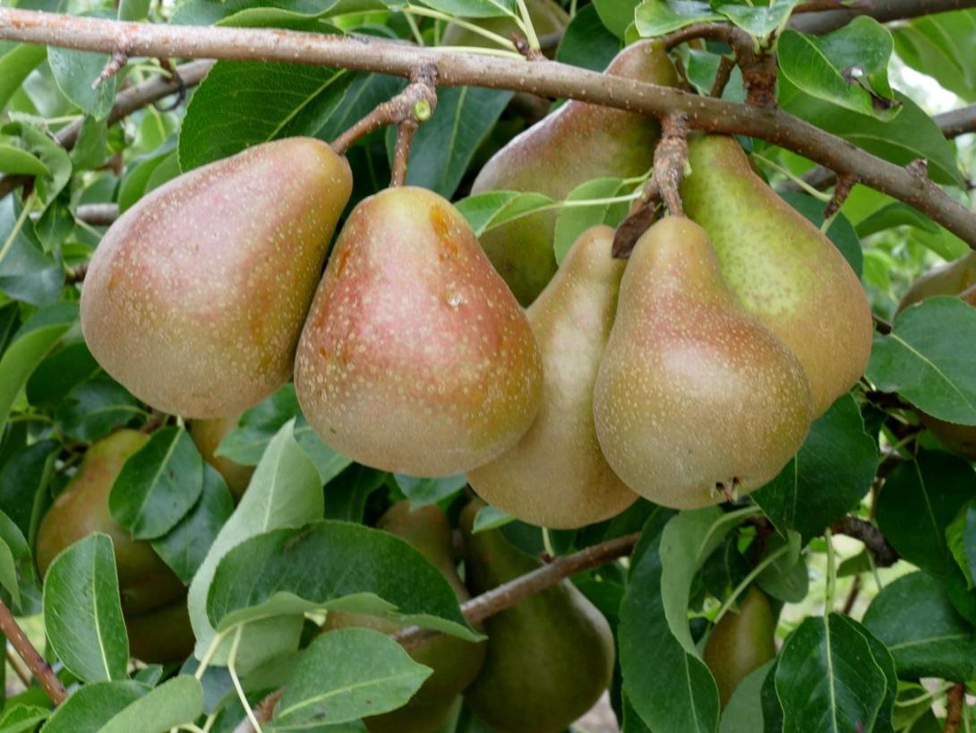 Tongern