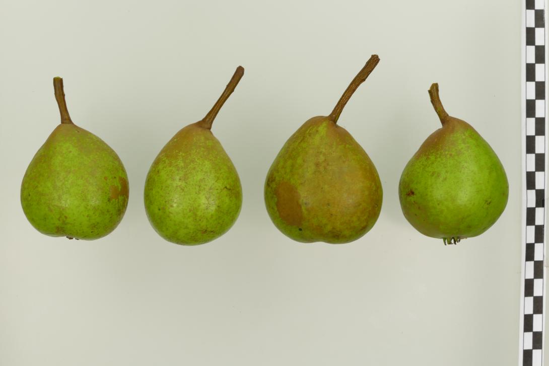 Pfirsichbirne