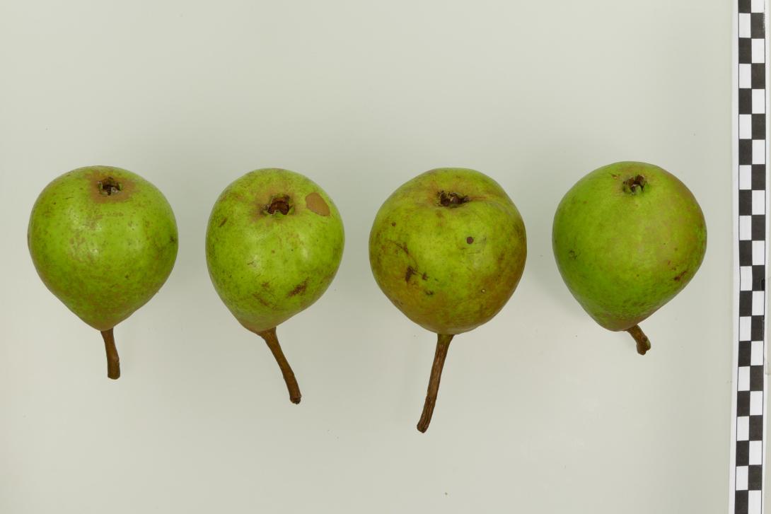 Pfirsichbirne