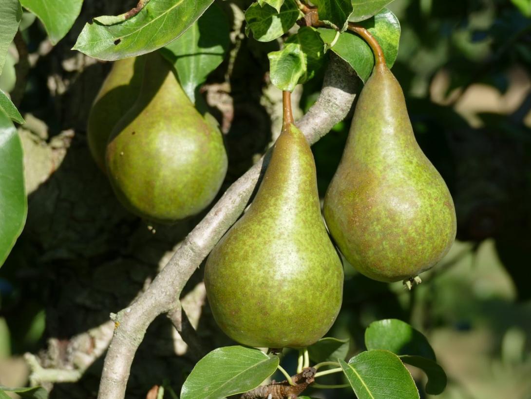 Bosc Flaschenbirne